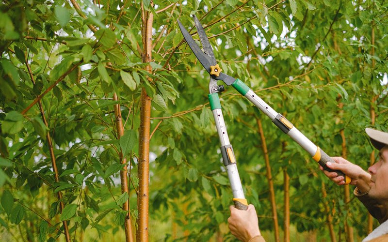 Tree trimming in Champion, NE